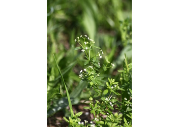 Kleines Wiesen-Labkraut (Galium mollugo) - © Emanuel Trummer